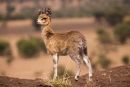 Klipspringer