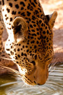 Leopard Drinking