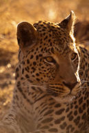 Leopard Portrait