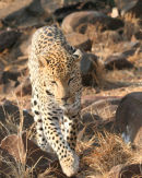 Leopard On The Rocks