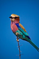 Lilacbreasted Roller