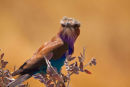 Lilacbreasted Roller