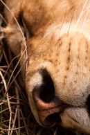 Lion close up