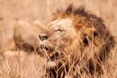 Male lion after the hunt
