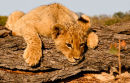 Lion cub