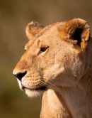 Lioness at Seronera, Serengeti National Park, Tanzania