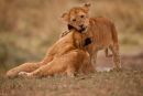 Lion cub greets his mother