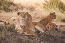 Lioness and her cubs