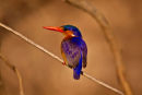 Malachite Kingfisher