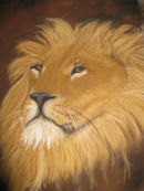 Male lion