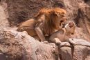 Mating Lions at Gol Kopjes