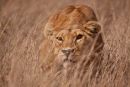 On the Hunt