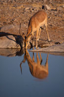 Blackfaced Impala