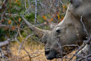 Rhino