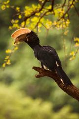 Birdlist - Tanzania