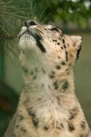 Snow Leopard