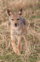 Black backed jackal cub