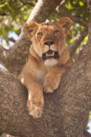 Tree lioness of the Serengeti
