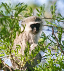 Vervet Monkey