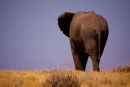 Elephant over the hill
