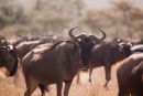 Wildebeest migration
