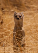 Yellow Mongoose