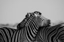 Zebra Hug