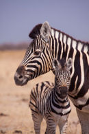Zebra mum and baby