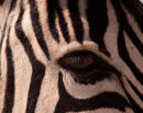 Zebra Eye