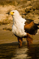 African Fish Eagle