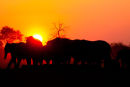 Elephant Sunset. Wildlife Photographer of the Year 2010 Semifinalist