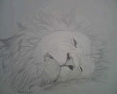 Sleeping Male Lion Sketch. Mounted.