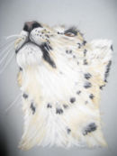 Snow Leopard Portrait
