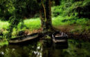 101 - Boats under trees