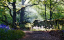 103 - Middleton Woods