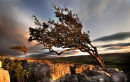 107 -Twistleton Tree