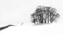 108 - Winter Trees