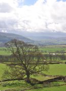 Wensleydale
