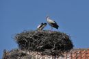 White Storks, Park Dzikich Zwierzat, Kadzidlowo, Poland