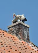 White Stork, Park Dzikich Zwierzat, Kadzidlowo, Poland