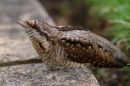Wryneck