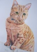 Cat pet portrait