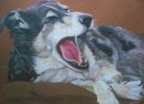 Dog pet portrait