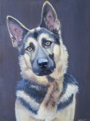 Harry. German Shepherd Pet portrait