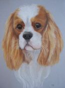 King Charles Cavalier portrait