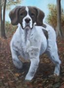 Springer Spaniel pet portrait