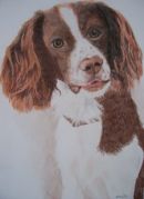 Springer spaniel portrait