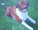Staffie Painting