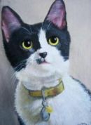 Cat Portrait
