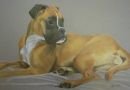 Boxer dog pet portrait